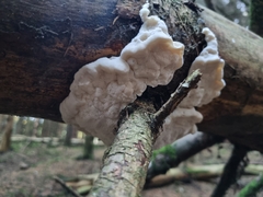 Fomitopsidaceae