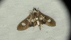 Desmia maculalis
