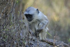 Semnopithecus entellus