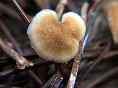 Auriscalpium vulgare