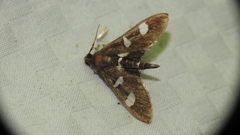 Desmia maculalis