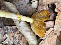 Amanita flavoconia