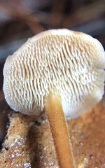 Auriscalpium vulgare