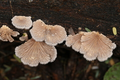 Schizophyllum commune