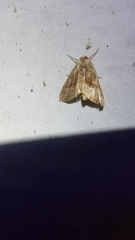 Phlogophora periculosa