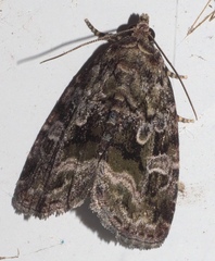 Protodeltote muscosula