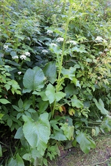 Cicerbita macrophylla uralensis