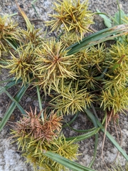 Cyperus odoratus