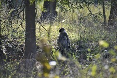 Semnopithecus entellus