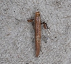 Caloptilia invariabilis