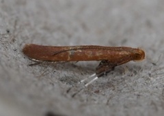 Caloptilia invariabilis