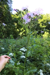 Cicerbita macrophylla uralensis