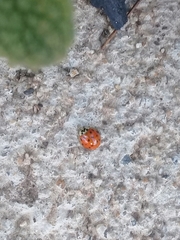 Harmonia axyridis