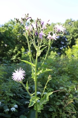 Cicerbita macrophylla uralensis