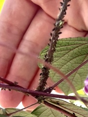 Aphis gossypii