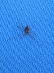 Paroligolophus agrestis