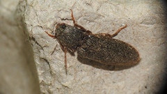 Hemicrepidius nemnonius