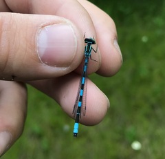 Coenagrion hastulatum