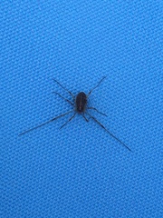 Paroligolophus agrestis