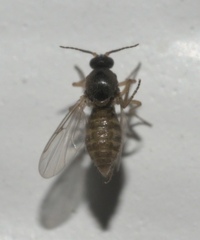 Ceratopogonidae