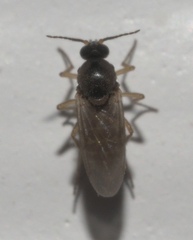 Ceratopogonidae