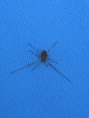 Paroligolophus agrestis
