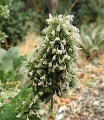 Nepeta cataria