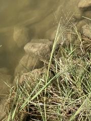 Eragrostis intermedia