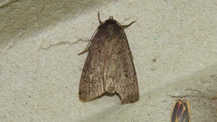 Amphipyra tragopoginis