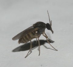 Ceratopogonidae