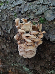 Lentinellus