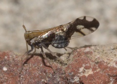 Liburniella ornata