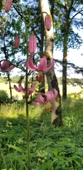 Lilium martagon