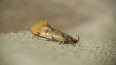 Epicallima argenticinctella