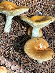 Russula decolorans