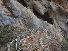 Euphorbia dendroides