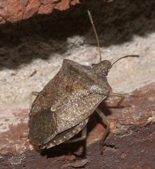 Pentatomidae