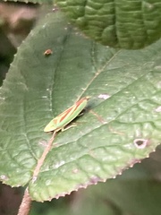 Graphocephala fennahi
