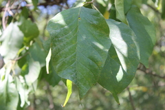 Maclura