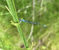 Coenagrion johanssoni