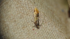 Epicallima argenticinctella