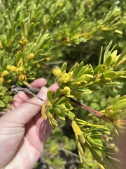 Suriana maritima
