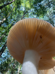 Russula decolorans