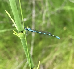 Coenagrion johanssoni