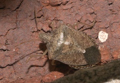 Pentatomidae