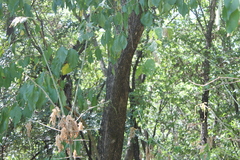 Maclura