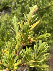 Suriana maritima