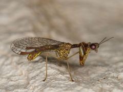 Leptomantispa pulchella