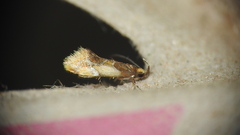 Epicallima argenticinctella