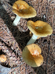 Russula decolorans